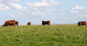 Bord Bia hat mit dem Grass Fed Standard einen Standard für Rinder/Rindfleisch eingeführt, der die ausschließliche Weidehaltung der Tiere zertifiziert.