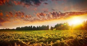 Weinplantage im Sonnenuntergang