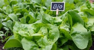 Carola Petrone, Gründerin des Bio-Cateringunternehmens Il Cielo, erklärt, weshalb 100 Prozent Bio für sie die einzige Option ist. (Quelle: Gita Kulinica/Colourbox.de)