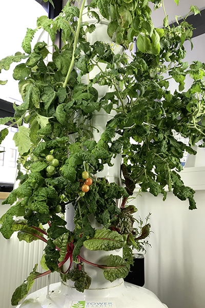 Säen, pflegen, ernten und kochen: Schüler der St. Georges Schulen bauen in Tower Garden ihr eigenes Gemüse im Klassenzimmer an.