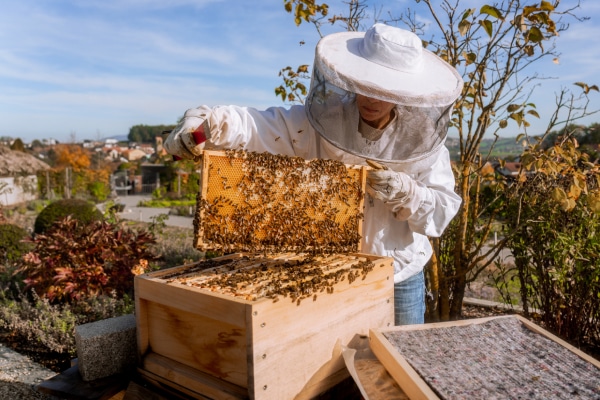 Drei Bienenvölker leben seit 2022 ebenfalls im Klostergarten. Eine Mitarbeiterin/Imkerin kümmert sich um diese und die Honigherstellung.