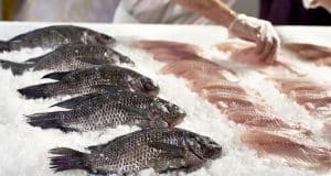 Regal Springs setzt auf Zero Waste und fördert nachhaltige Wertschöpfungsketten: Mit neuen Verwertungstechniken werden Fisch-Nebenprodukte zu wertvollen Rohstoffen.