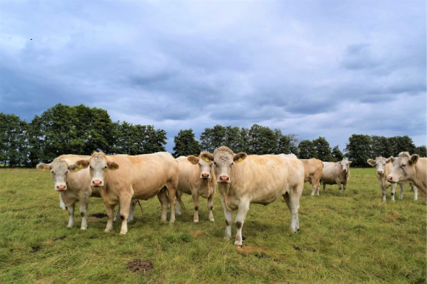 Die Verarbeitung und Vermarktung von Rindern aus artgerechter Haltung ist zentraler Bestandteil des Projekts WertWeideVerbund.