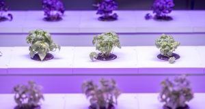 VertiFarm