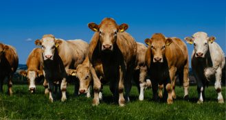 Irisches Grass Fed Beef aus Weidehaltung hat von der Europäischen Kommission den Status einer geschützten geografischen Angabe (g.g.A.) in Anerkennung seiner einzigartigen Eigenschaften und seiner geografischen Herkunft erhalten.