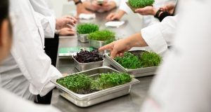 Microgreens sind junge Gemüsepflanzen, besonders geschmacksintensiv und reich an Vital- und Nährstoffen: zwischen 40 und 260 Mal mehr Mineralien und Vitamine gegenüber herkömmlich gereiftem Gemüse.
