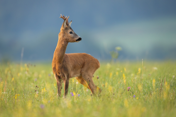 DGE-Positionspapier zeigt: Vegan ist gut für die Umwelt