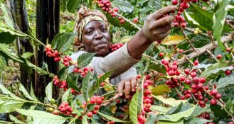 Die Kaffeeindustrie ist nicht wirtschaftsfähig – Studie