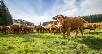 Ist die Kuh schuld am Klimawandel? Eine österreichische Studie hält dagegen, ebenso wie Matthias Minister von Fairfleisch.