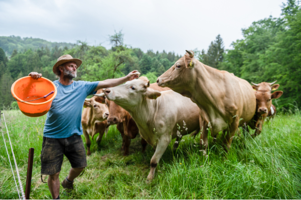 Von dem Bio-Landwirt David vom Wacholderhof beziehen Jonas Kachel und sein Team Bio-Gemüse sowie Bio-Rindfleisch. Die enge Zusammenarbeit auf Augenhöhe ist Jonas Kachel dabei besonders wichtig.