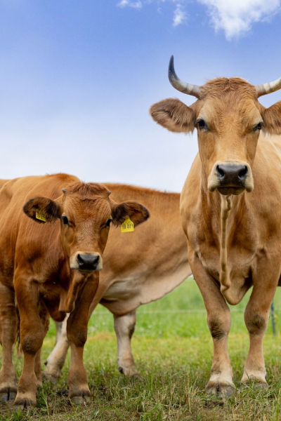 In Niederbayern werden u. a. Weiderinder gehalten, ein Teil der Tiere lebt direkt um das Restaurant in Leberfing. Am zweiten Standort in Siebenbürgen weidet eine große Herde Angusrinder nach denselben ökologischen Prinzipien.