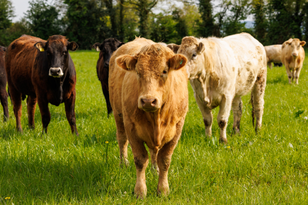 Bord Bia hat sich zum Ziel gesetzt, Irlands hochwertige Lebensmittel international zu fördern – mit dem Fokus auf Qualität, Rückverfolgbarkeit und Nachhaltigkeit, dazu gehören auch Bio-Rind- und -Lammfleisch.