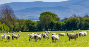 Nachhaltigkeit hat auch im Lammfleischsektor oberste Priorität, so der führende Lammfleischverarbeiter und gleichzeitig der größte Anbieter von Bio-Lammfleisch im Land.