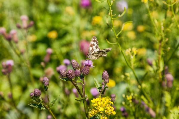 Seit zehn Jahren werden zudem an den Kartoffeläckern der Vertragslandwirte sogenannte Blühstreifen angelegt, um den heimischen Insekten ein Refugium mit nektarreichen Nahrungsquellen zu schaffen.