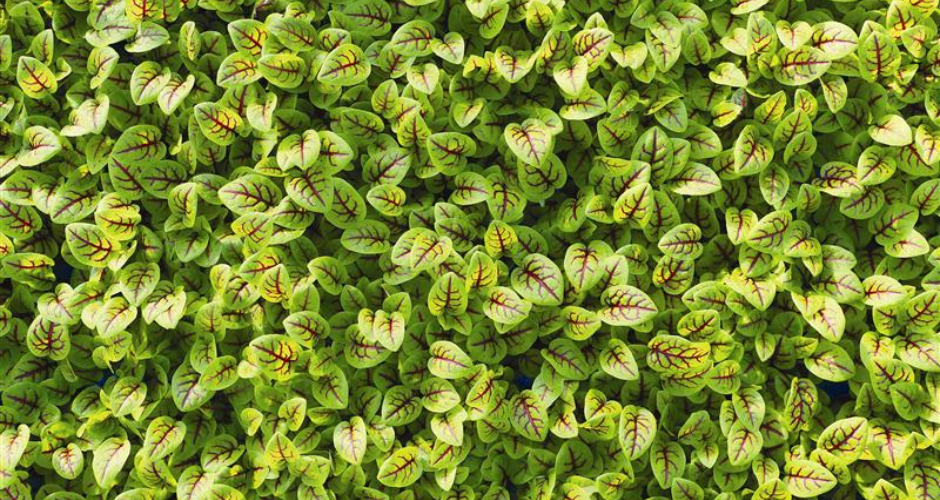 Koppert Cress ist bekannt für seine innovativen Microgreens und zeigt, dass High-End-Gastronomie und Umweltbewusstsein perfekt Hand in Hand gehen können.