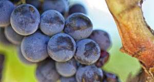 Bioweinspezialist Riegel blickt auf 40 Jahre Unternehmens­geschichte zurück und beweist, dass 100 % Bio keine Kompromisse erfordert.