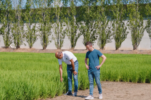 Riso Gallo forscht an neuen, robusteren Reissorten. So entstanden 2024 jeweils eine neue Sorte der Carnaroli- und Ribe-Gruppe, die mit weniger Wasser u. a. widerstandsfähiger gegenüber extremen Wetterereignissen sind.