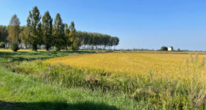 Riso Gallo ist eine der größten Reismühlen Europas und eine der ältesten Reisfabriken Italiens. Das Unternehmen, dessen Geschichte 1856 in Genua begann, hat heute seinen Sitz in Robbio Lomellina, im Herzen von Pavia.