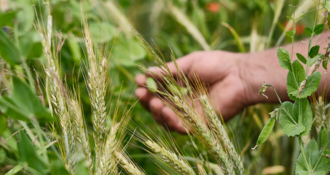 Die Initiative BioBitte will mehr Bio in die Kita- und Schulverpflegung bringen – mit Dr. Werner Ebert, Geschäftsführer des Biostädte-Netzwerks, sprach diese über das Potenzial.