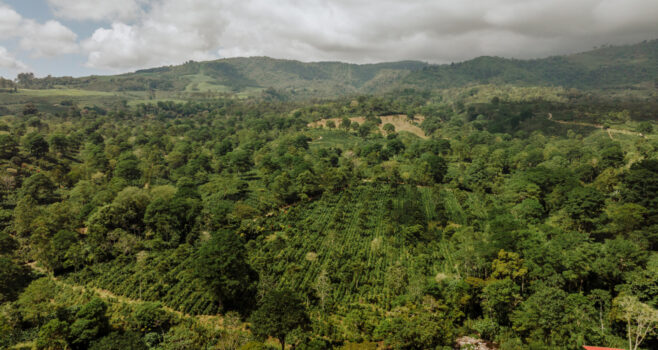 Rainforest Alliance Kaffee