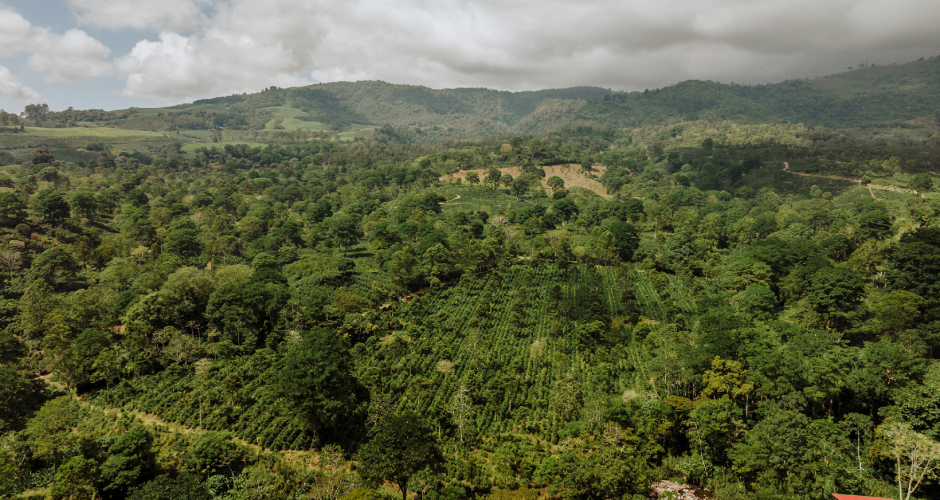 Rainforest Alliance Kaffee