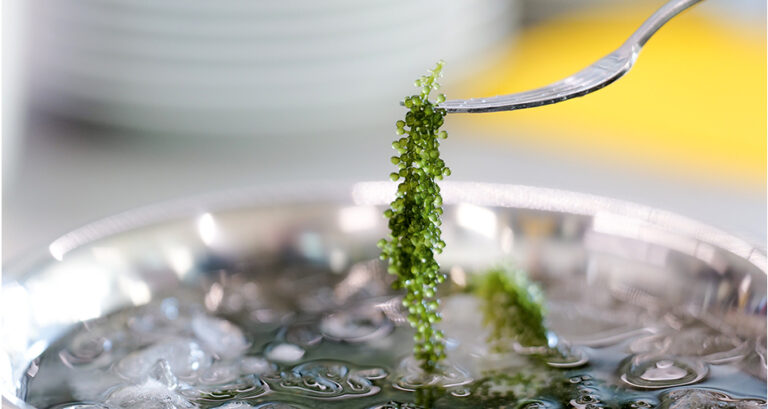 Die Alge Meerestraube ist beliebt als veganer Kaviar.