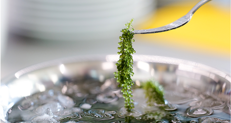 Die Alge Meerestraube ist beliebt als veganer Kaviar.