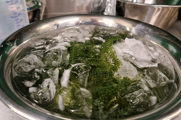 Algen müssen vor der Zubereitung meist noch rehydriert werden, wie hier die grüne Meerestraube, auch bekannt als veganer grüner Kaviar.