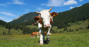 Bio-Weiderindfleisch