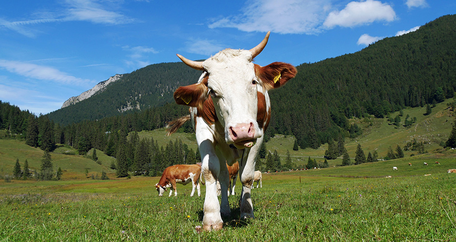 Bio-Weiderindfleisch