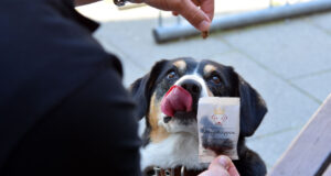 Königshappen Hund